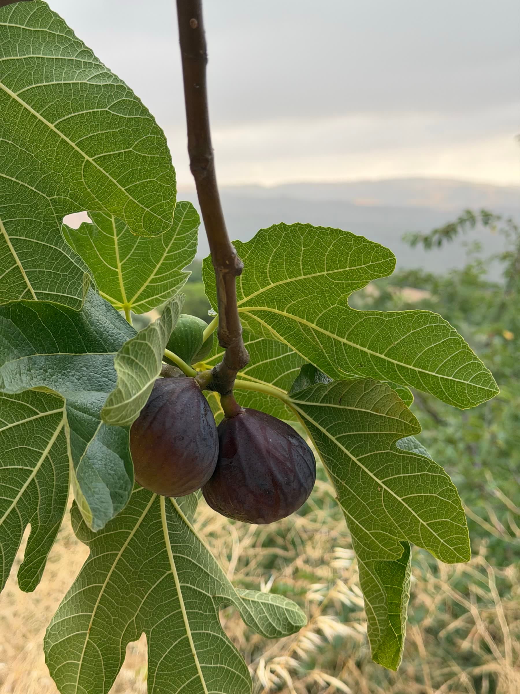 Ripe figs growing near Casa del Juniper