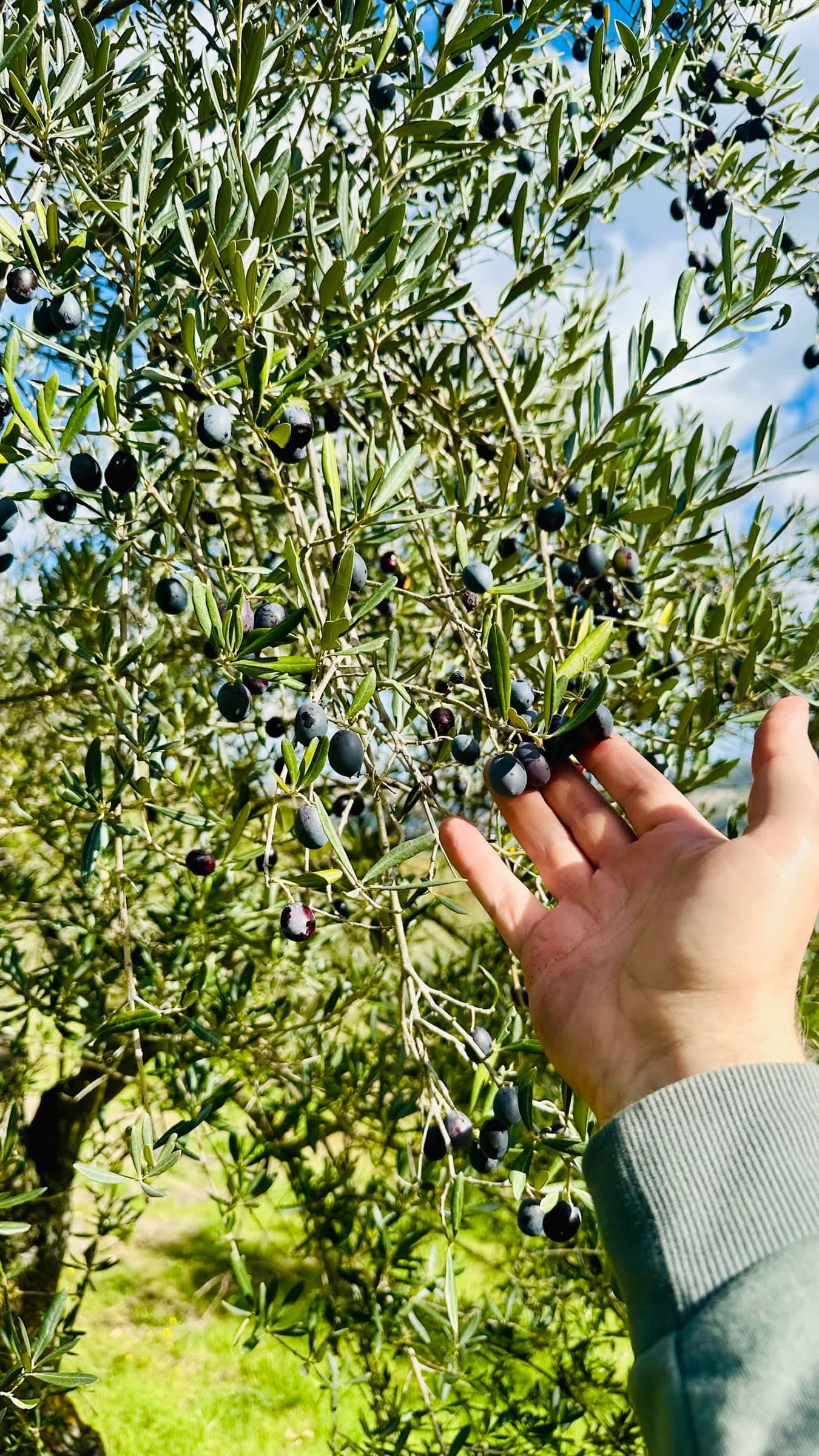 Hand-picking ripe olives in the grove