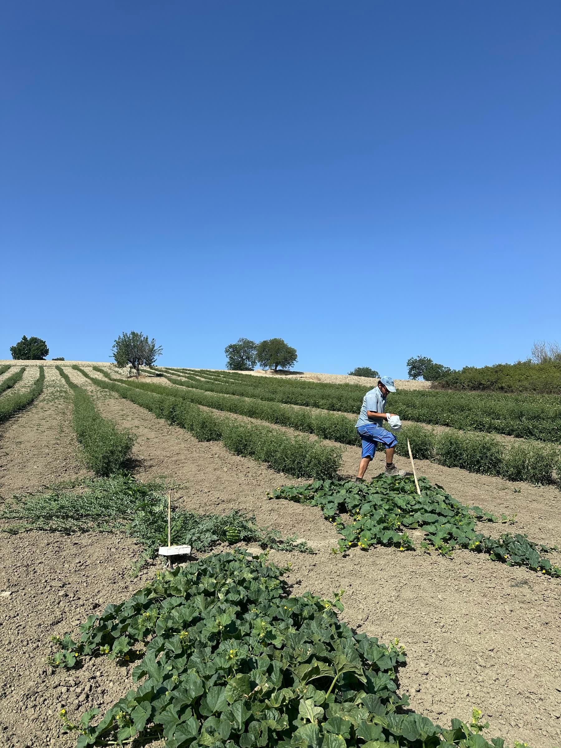 A local farmer tending vegetable fields outside the village